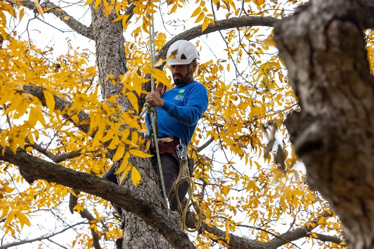 Skilled Tree Transplanting crew working in Montpelier